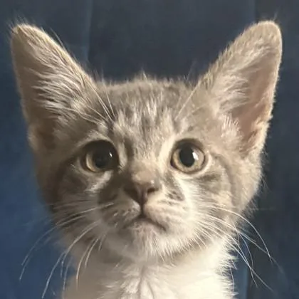 A baby medium-sized female Domestic Short Hair cat named Allegra for adoption in Savannah, GA