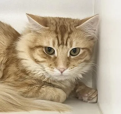 An adult medium-sized male Domestic Medium Hair cat named Ricky Bobby for adoption in Savannah, GA