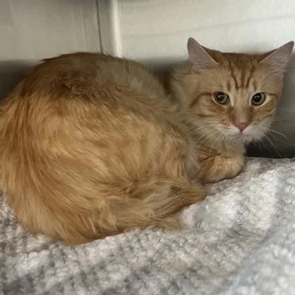 Ricky Bobby thumbnail 2