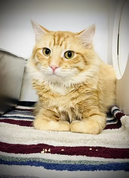 Ricky Bobby thumbnail 3