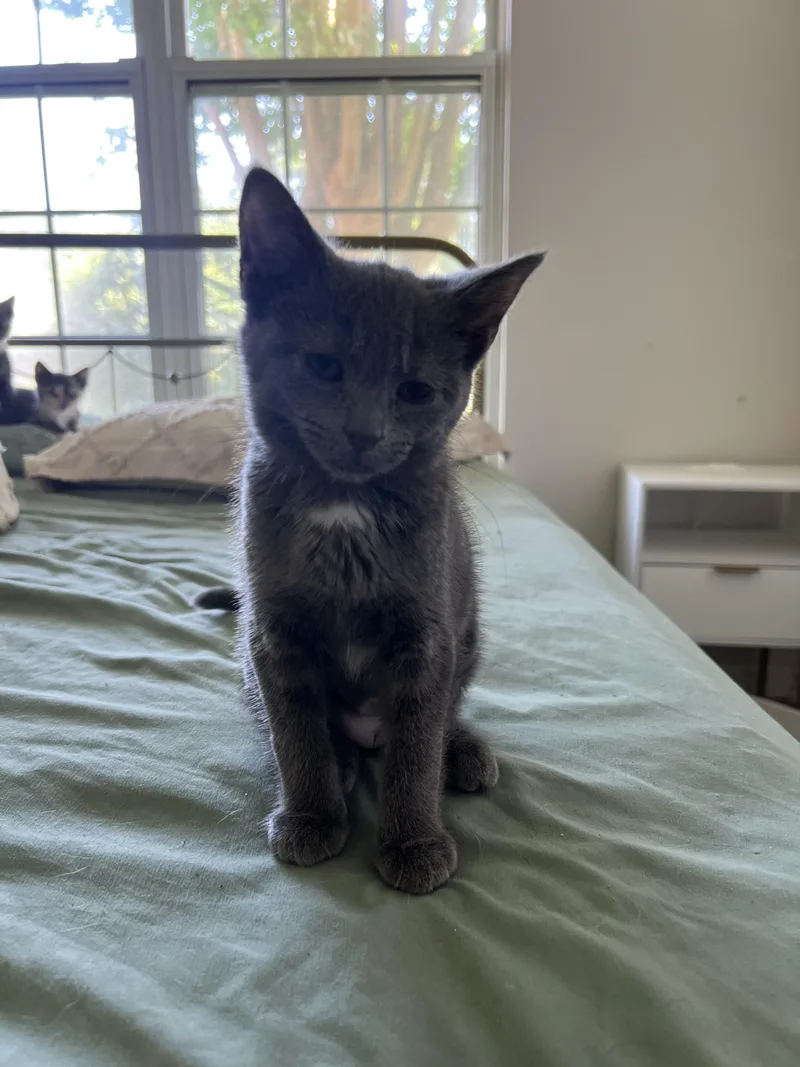 A baby medium-sized female Gray / Blue / Silver Domestic Short Hair cat named Fiona for adoption in Myrtle Beach, SC