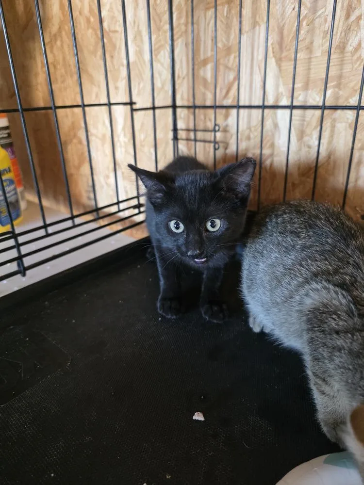 A baby small-sized female Black Domestic Long Hair cat named Spooky for adoption in Metamora, IL