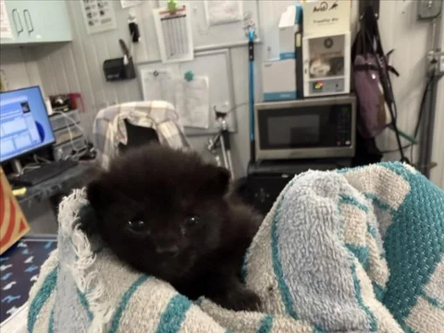 A baby small-sized female Black Domestic Short Hair cat named Nightfury for adoption in Woodland, CA
