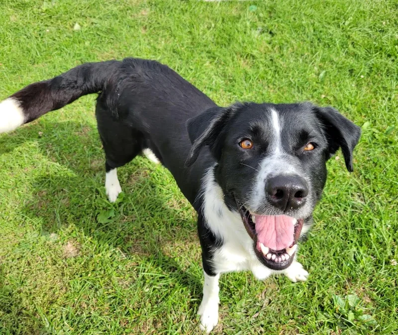 An adult large-sized male Black Border Collie dog named Sir for adoption in Lisbon, OH