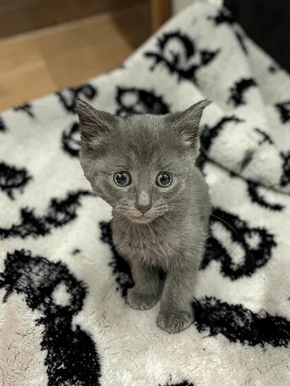 A baby medium-sized female Domestic Short Hair cat named Nova for adoption in Cumberland, MD