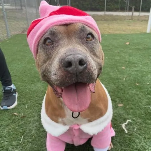 An adult medium-sized female Mixed Breed dog named Caramela for adoption in Palm Harbor, FL
