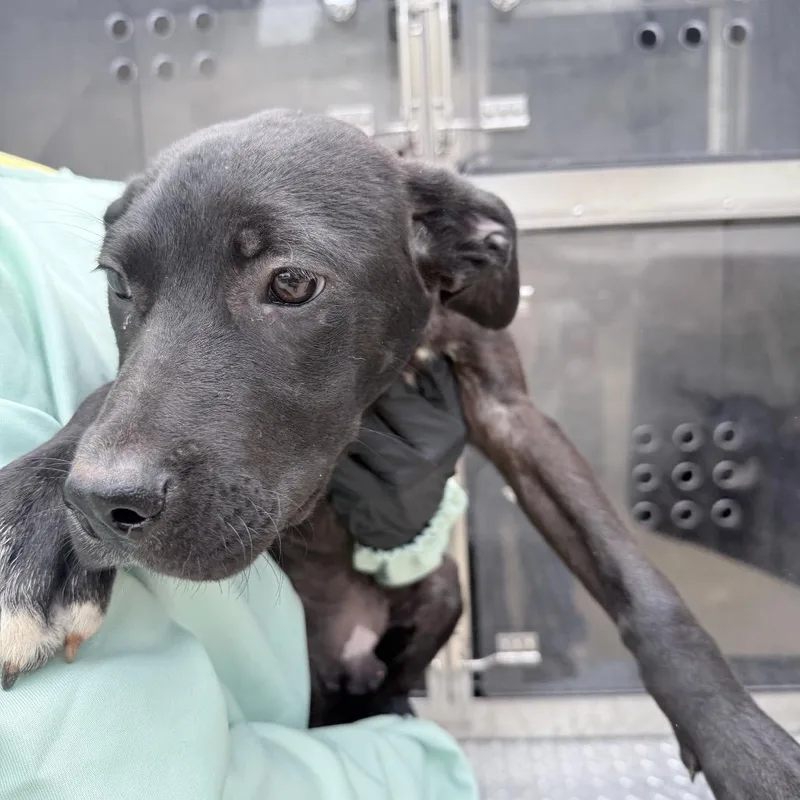 A baby medium-sized male Black Mixed Breed dog named Boggle for adoption in Auburn, AL