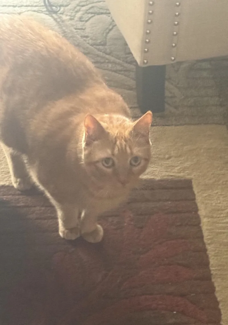 A senior large-sized male Tabby (Orange / Red) Domestic Short Hair cat named Gordon for adoption in Bonita Springs, FL