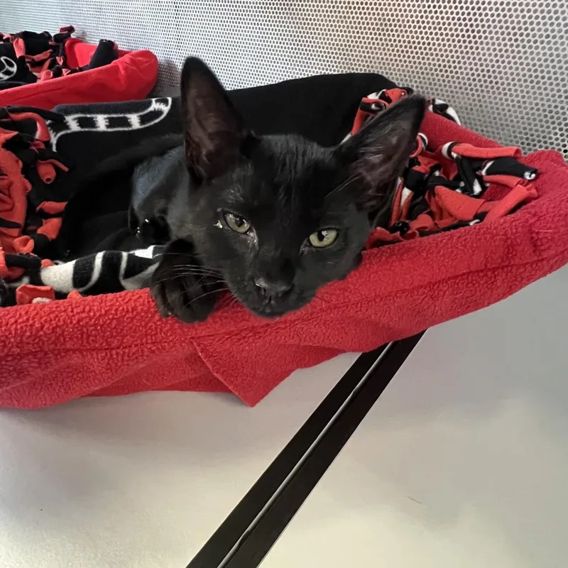 A baby small-sized female Black Domestic Short Hair cat named Eleven for adoption in Sarasota, FL