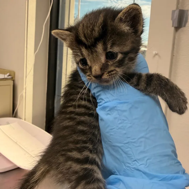 A baby small-sized female Black Domestic Short Hair cat named Franny for adoption in Columbiana, AL