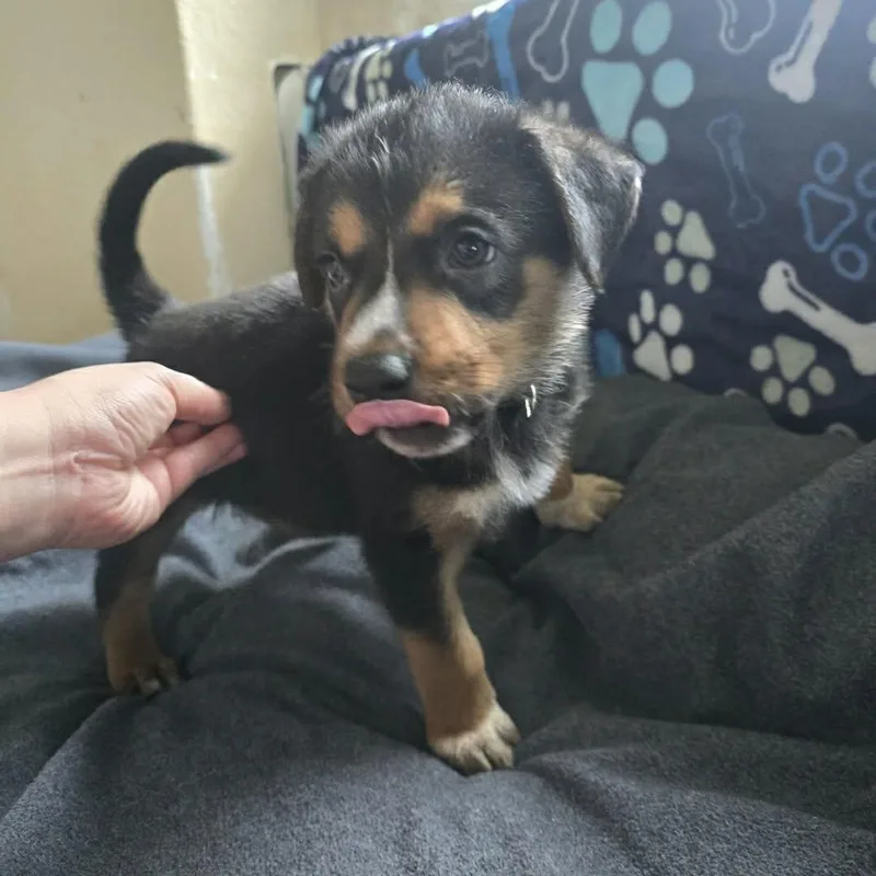 A baby medium-sized male Black Shepherd dog named Blake for adoption in Seguin, TX