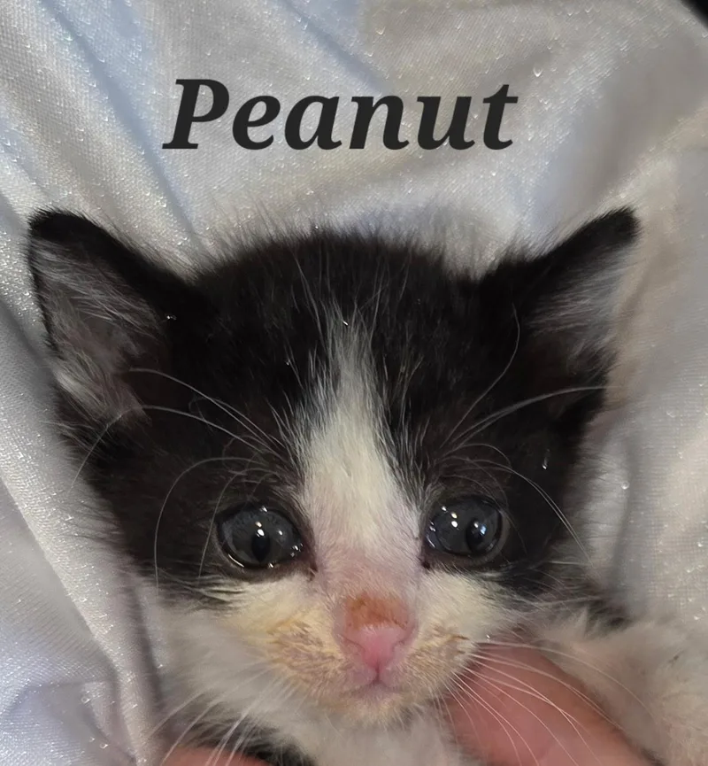 Peanut