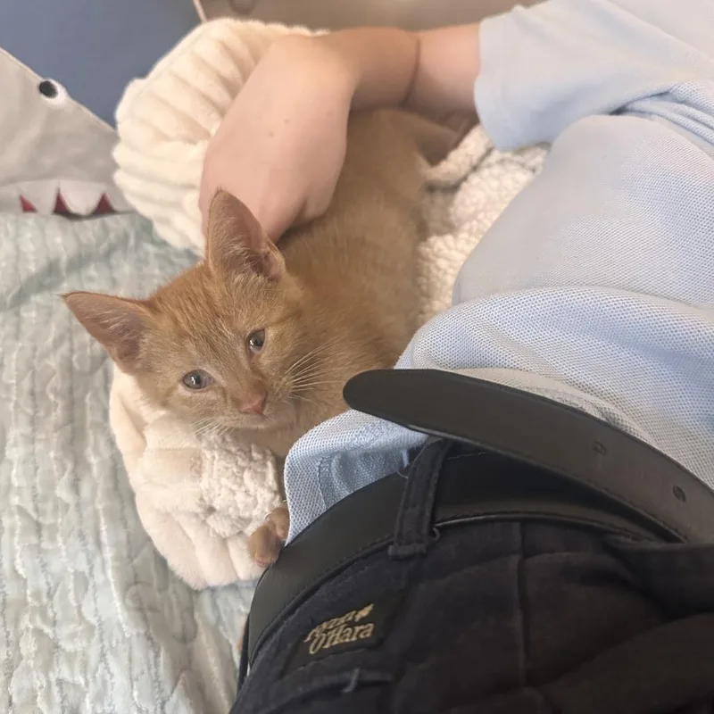 A baby small-sized male Orange / Red Domestic Short Hair cat named Tigger for adoption in Fort Lauderdale, FL