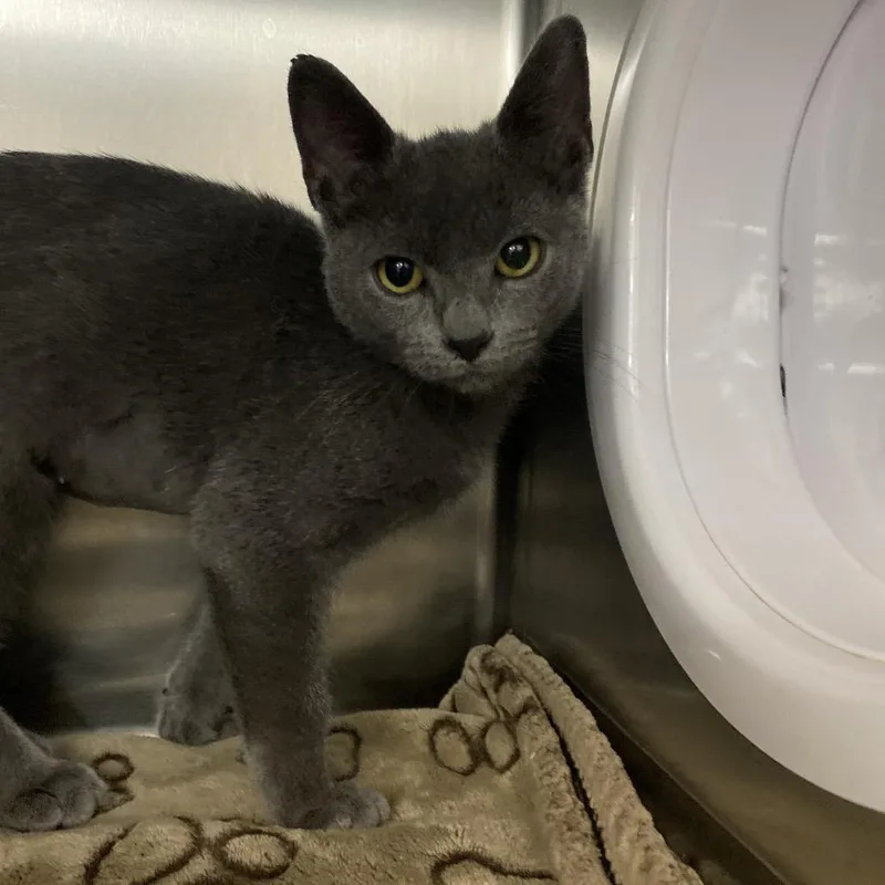 A baby small-sized female Gray / Blue / Silver Domestic Short Hair cat named Prairie for adoption in Lakeland, FL