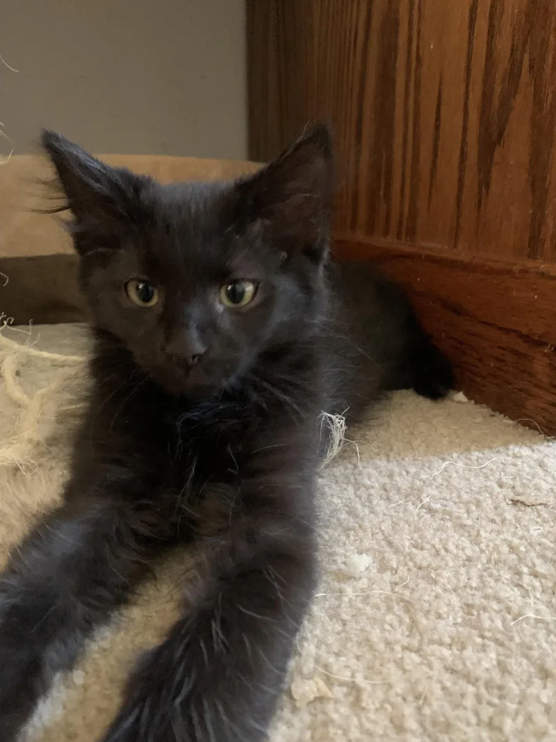 A young large-sized male Black Domestic Long Hair cat named Otis for adoption in Aurora, CO