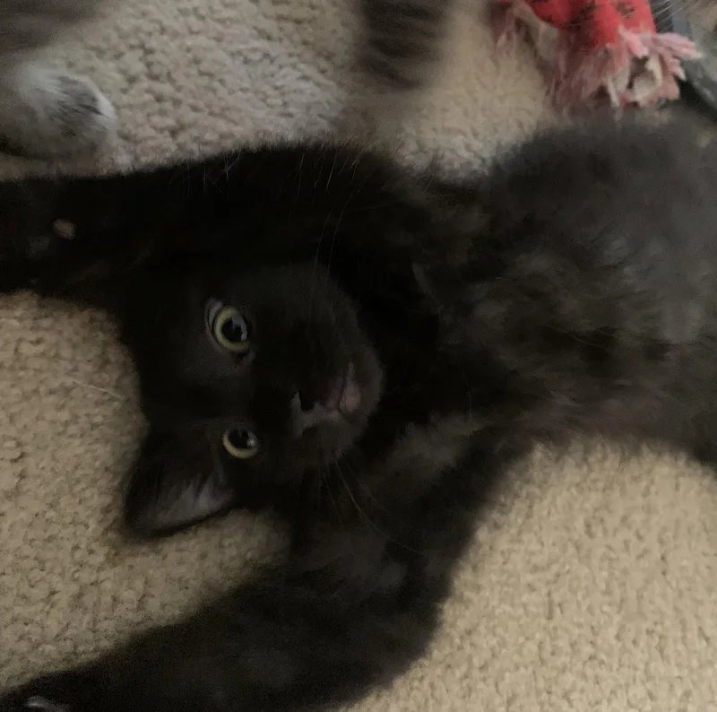 Otis thumbnail 2