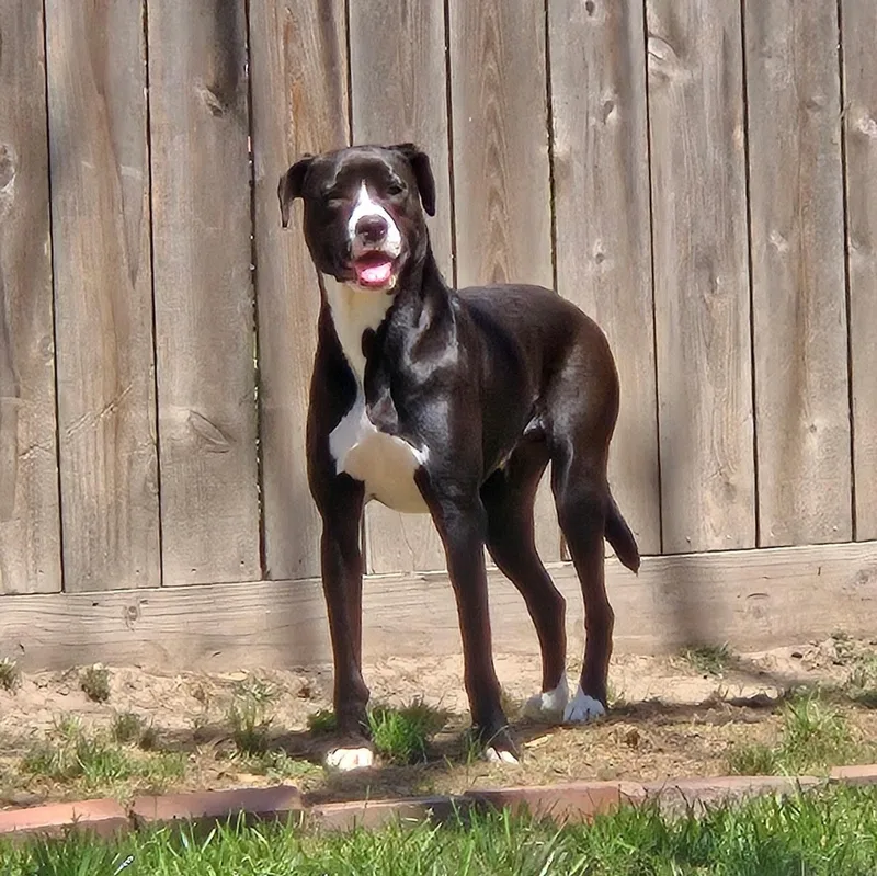 Sammy Davis thumbnail 4