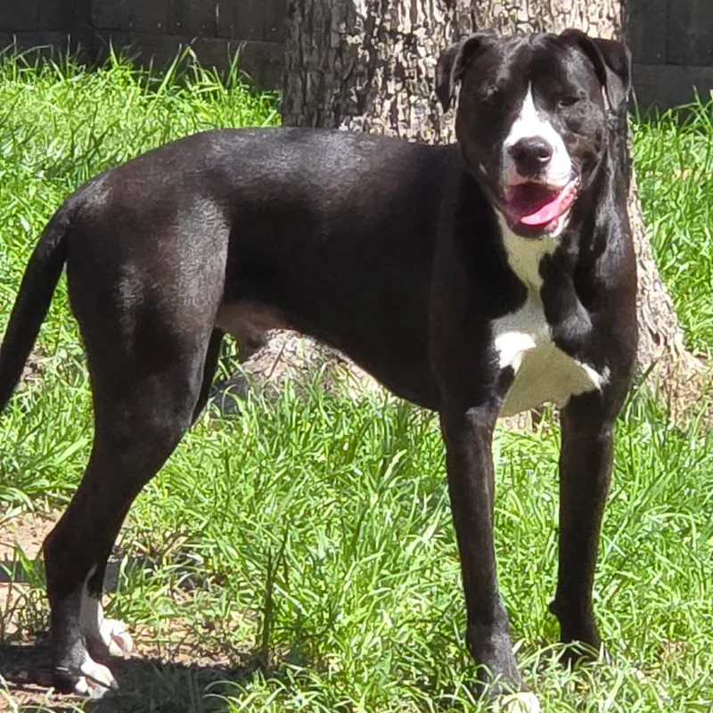 A young medium-sized male Black American Staffordshire Terrier dog named Sammy Davis for adoption in Houston, TX