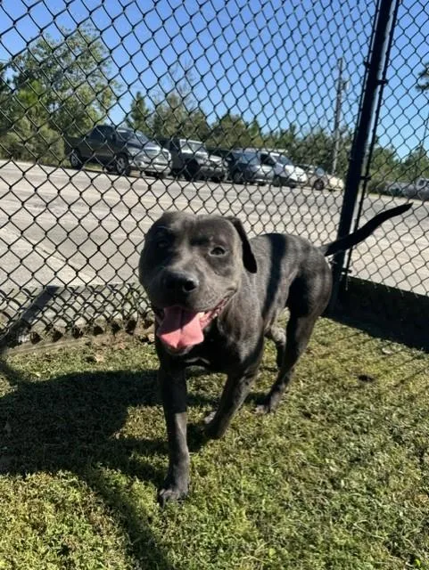 An adult large-sized male Gray / Blue / Silver Pit Bull Terrier dog named Tank for adoption in Lynn Haven, FL