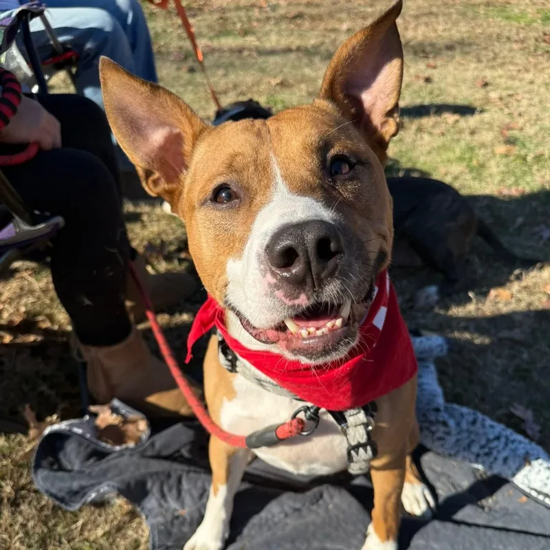 Jett  Pups For thumbnail 2