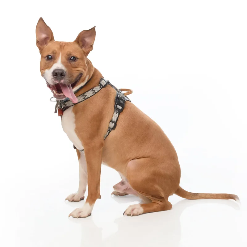 Jett  Pups For thumbnail 3