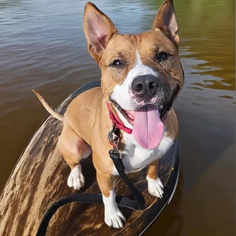 Jett  Pups For thumbnail 4