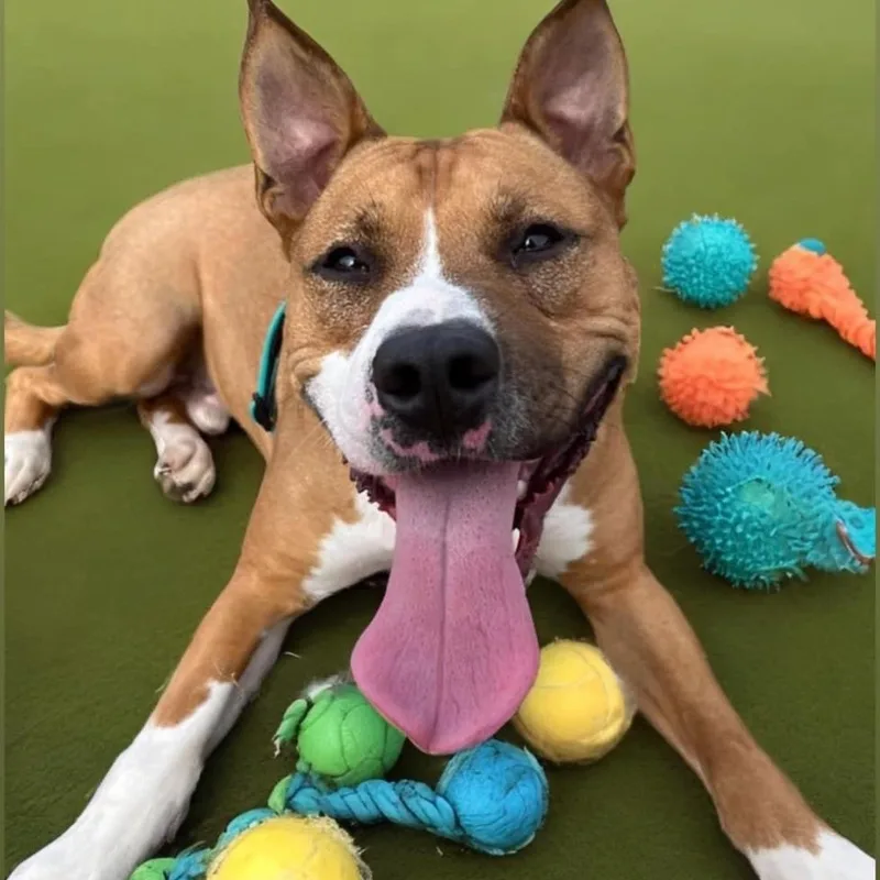 Jett  Pups For thumbnail 5