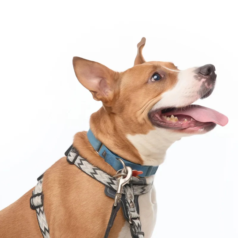 Jett  Pups For thumbnail 6