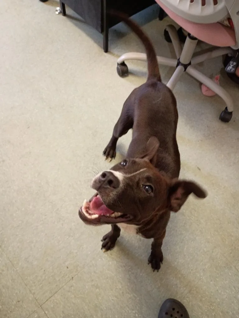 A young medium-sized female Mountain Cur dog named Melody for adoption in Albany, GA