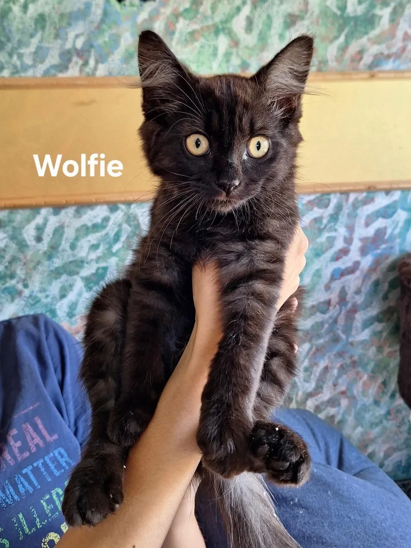 A baby medium-sized male Black Domestic Medium Hair cat named Wolfie for adoption in Chicopee, MA