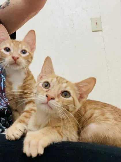 A young small-sized female Domestic Short Hair cat named Nancy for adoption in River Ridge, LA