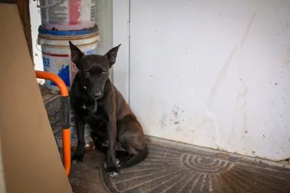 A young medium-sized female Mixed Breed dog named Pin Pin for adoption in Barnesville, GA