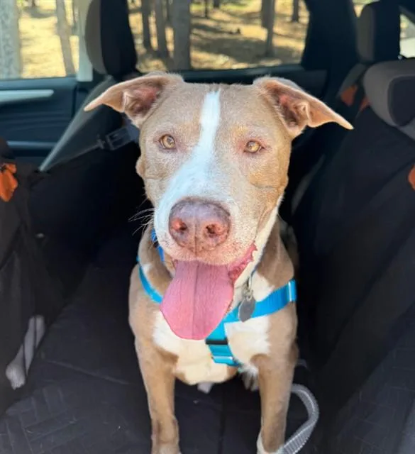 A senior medium-sized male American Staffordshire Terrier dog named Raiden for adoption in Brighton, CO