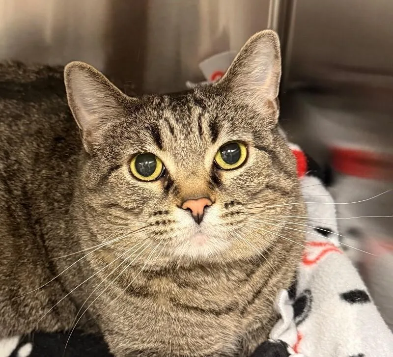 An adult large-sized female Domestic Short Hair cat named Doja for adoption in Yankton, SD