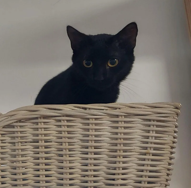 A young medium-sized male American Shorthair cat named Dallas for adoption in Naples, FL