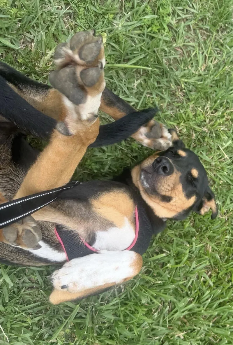 A young medium-sized male Hound dog named Buster for adoption in Manchester, CT