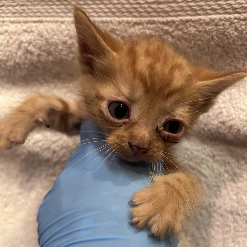 A baby small-sized male Orange / Red Domestic Short Hair cat named Mango for adoption in Bastrop, TX