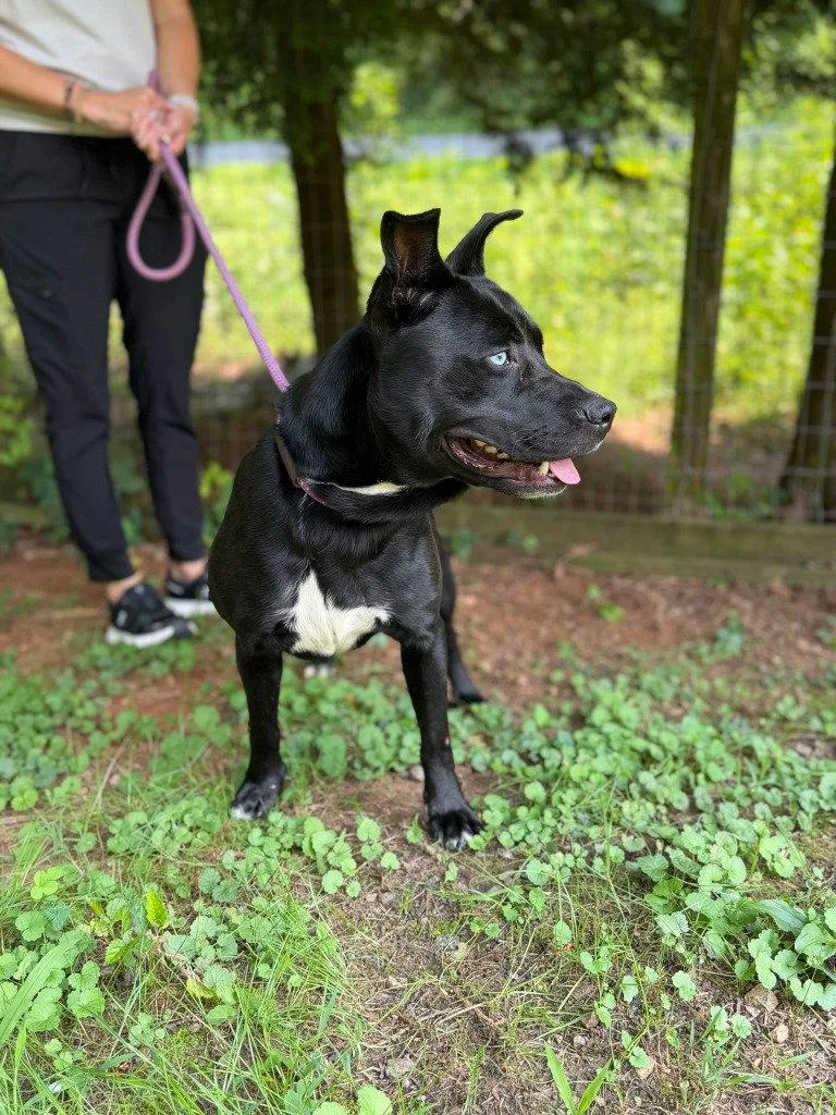 Rex