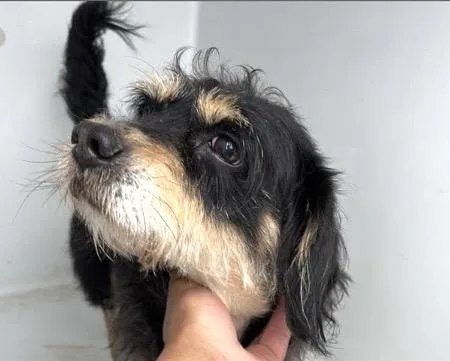 An adult small-sized male Schnauzer dog named A for adoption in Houston, TX
