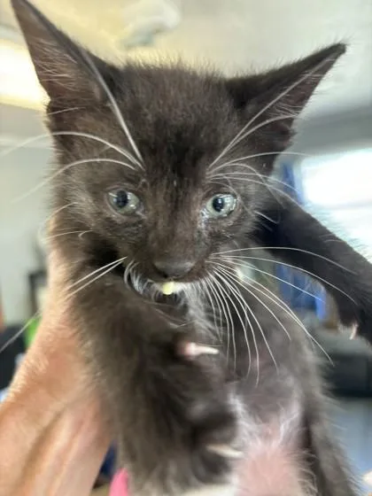 A baby medium-sized male Domestic Short Hair cat named Seth for adoption in West Memphis, AR