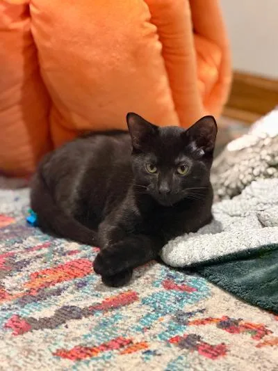 A baby medium-sized male Black Domestic Short Hair cat named Jorryn for adoption in Mokena, IL