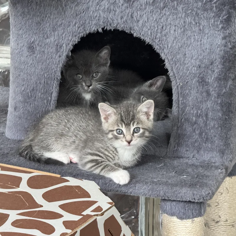 A baby medium-sized female Tabby (Gray / Blue / Silver) Domestic Short Hair cat named Trinity for adoption in Milwaukee, WI