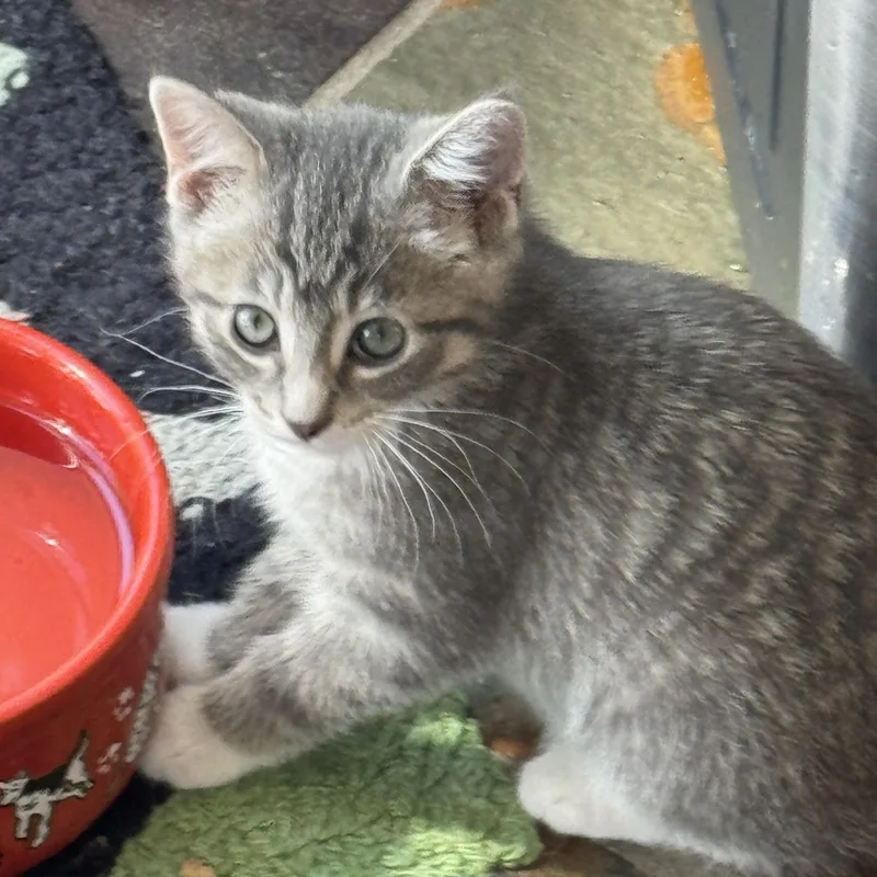 Trinity thumbnail 4