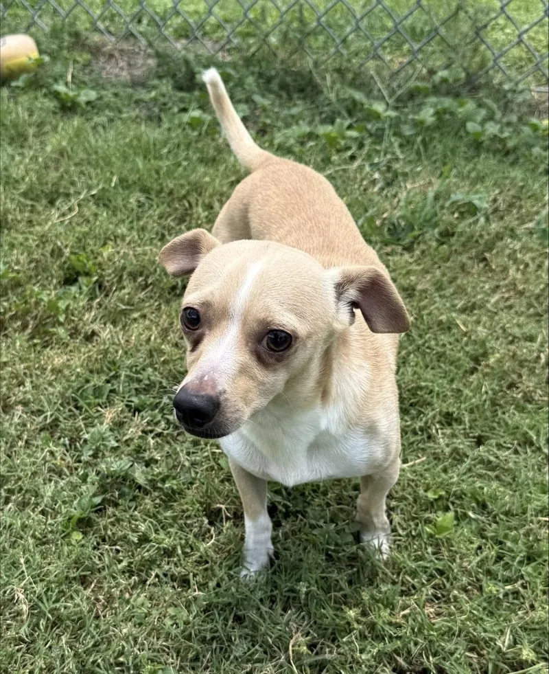 An adult small-sized male Chihuahua dog named Whiskey for adoption in Schertz, TX