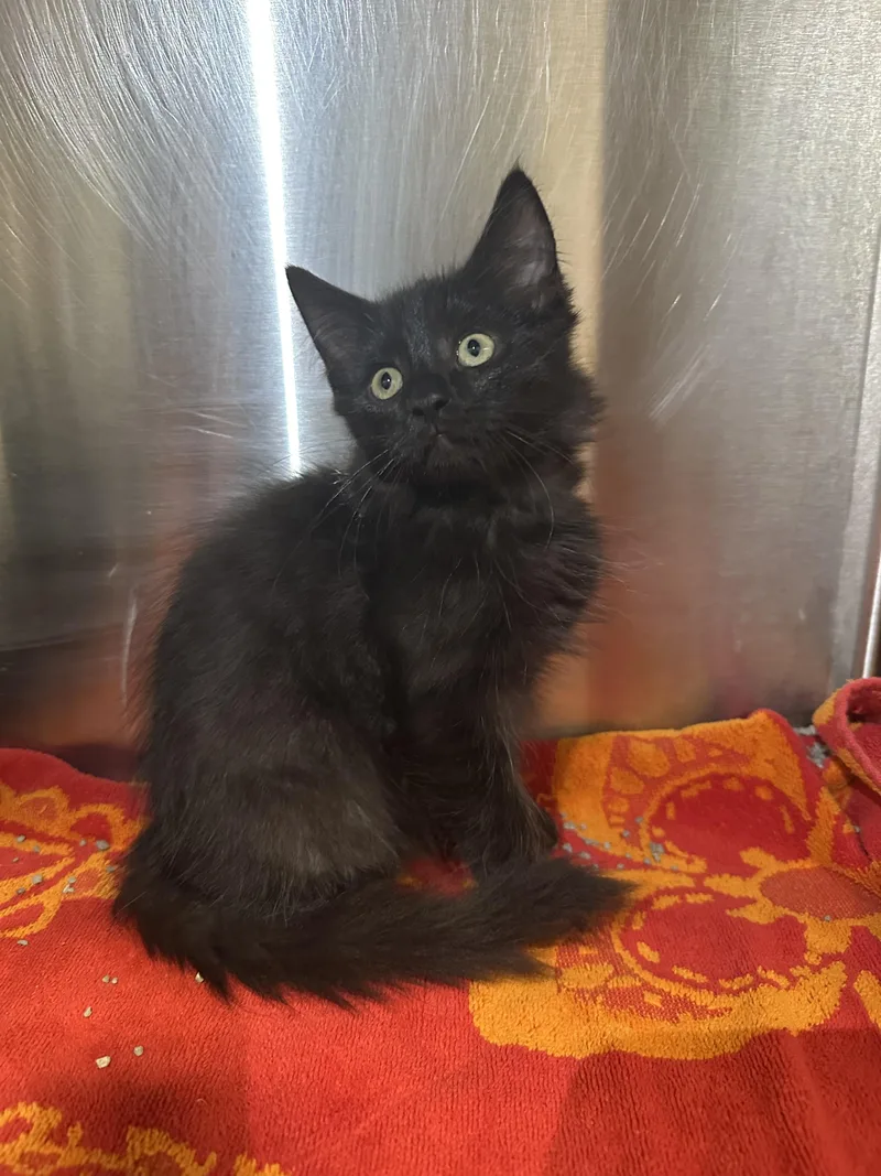 A baby small-sized male Domestic Long Hair cat named Milford Cubicle for adoption in Grand Rapids, MI
