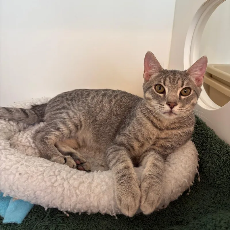 A baby medium-sized male Domestic Short Hair cat named Luffy for adoption in Cumming, GA