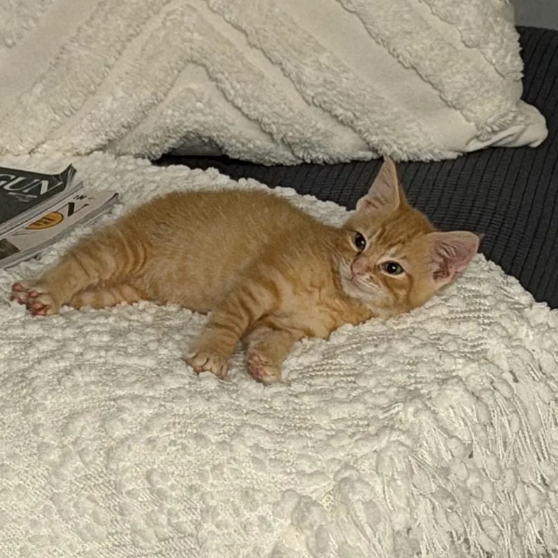 A baby small-sized male Orange / Red Domestic Short Hair cat named Sneakers for adoption in Fairfax, VA