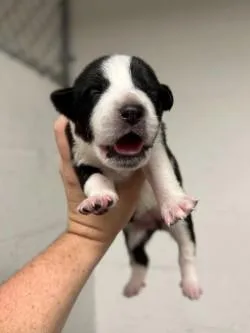 A baby small-sized female Mixed Breed dog named Cardinal for adoption in Gainesville, FL