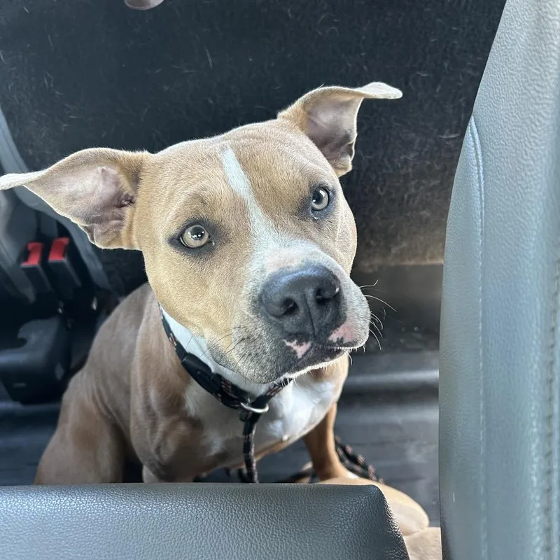 An adult medium-sized female Brown / Chocolate Mixed Breed dog named Maya for adoption in Columbiana, AL