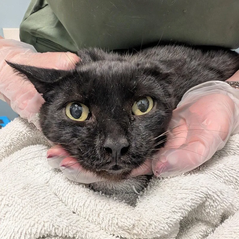 An adult medium-sized male Black Domestic Short Hair cat named Nyx for adoption in New Castle, DE